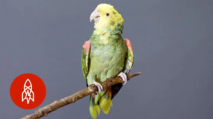 This Brightly-Colored Parrot is On the Brink of Extinction - DayDayNews