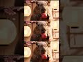 adorable capybara mochi mukbang ASMR