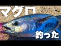 【ショアマグロ】堤防ショアジギングでマグロが釣れてしまいました