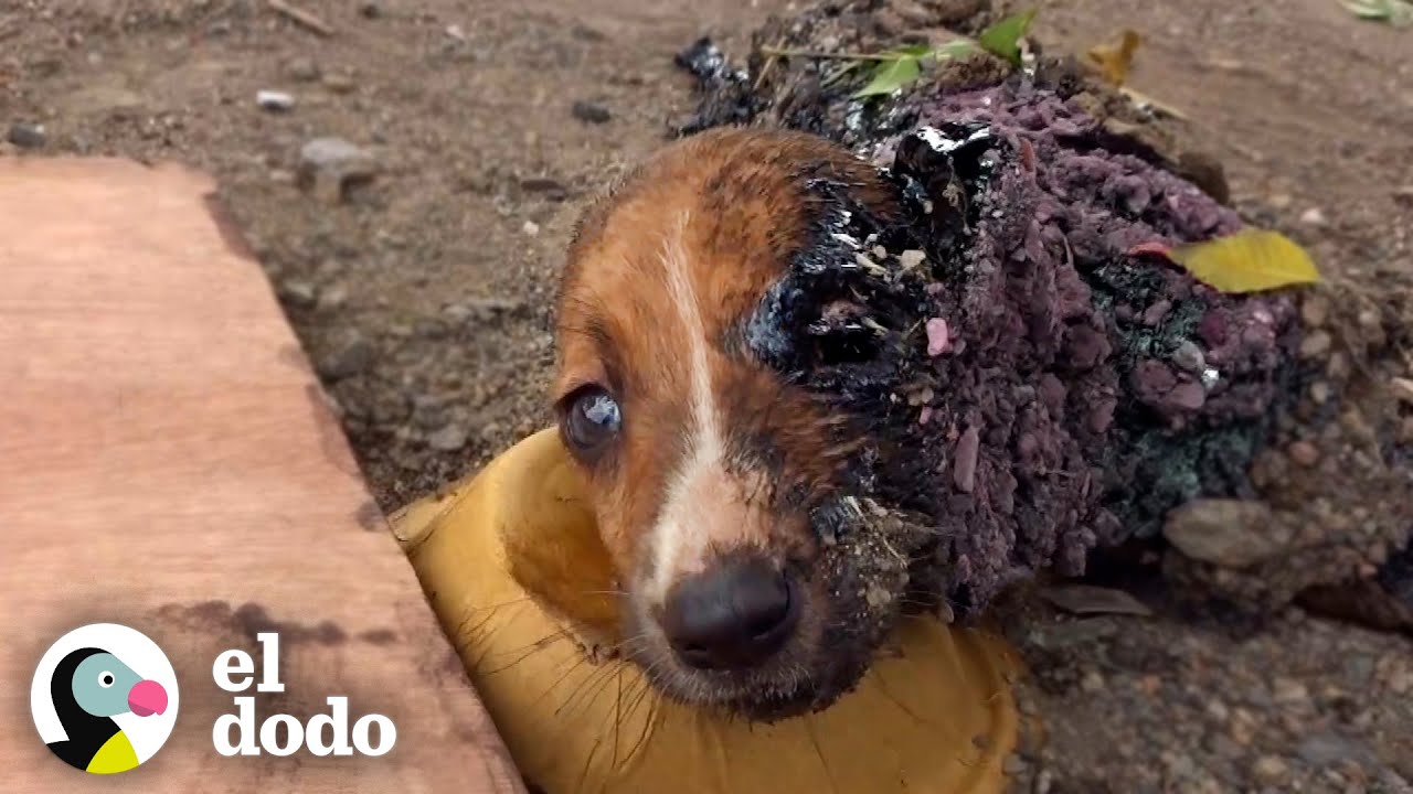 Cachorros atrapados en alquitrán reciben un baño de 3 días ...