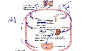 Chapter 16   The Parathyroid Gland