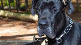 Understanding Bloat Gastric Dilatation Volvulus in Great Danes