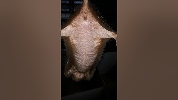 GHÉP ĐÔI DÚI ĐỘNG DỤC VÀ CÁCH NHẬN BIẾT