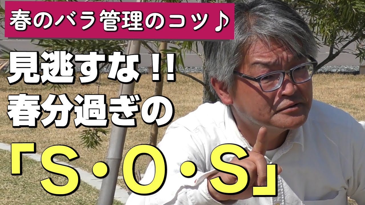 【バラの育て方】春のバラ管理のコツ♪見逃すな！春分過ぎのS・O・S！（2023年3月24日）