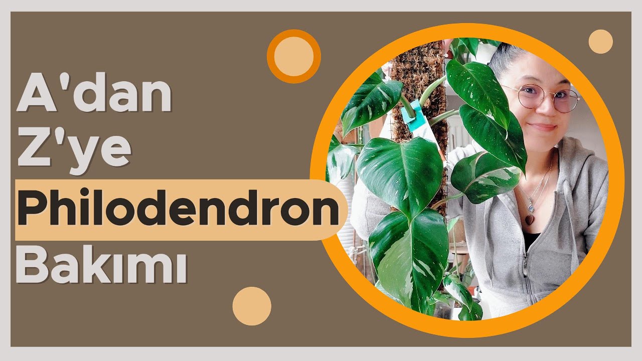 A'dan Z'ye Philodendron Anlatımı