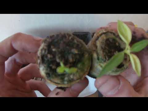 Video: Pěstování Skořápky V Chladném Podnebí