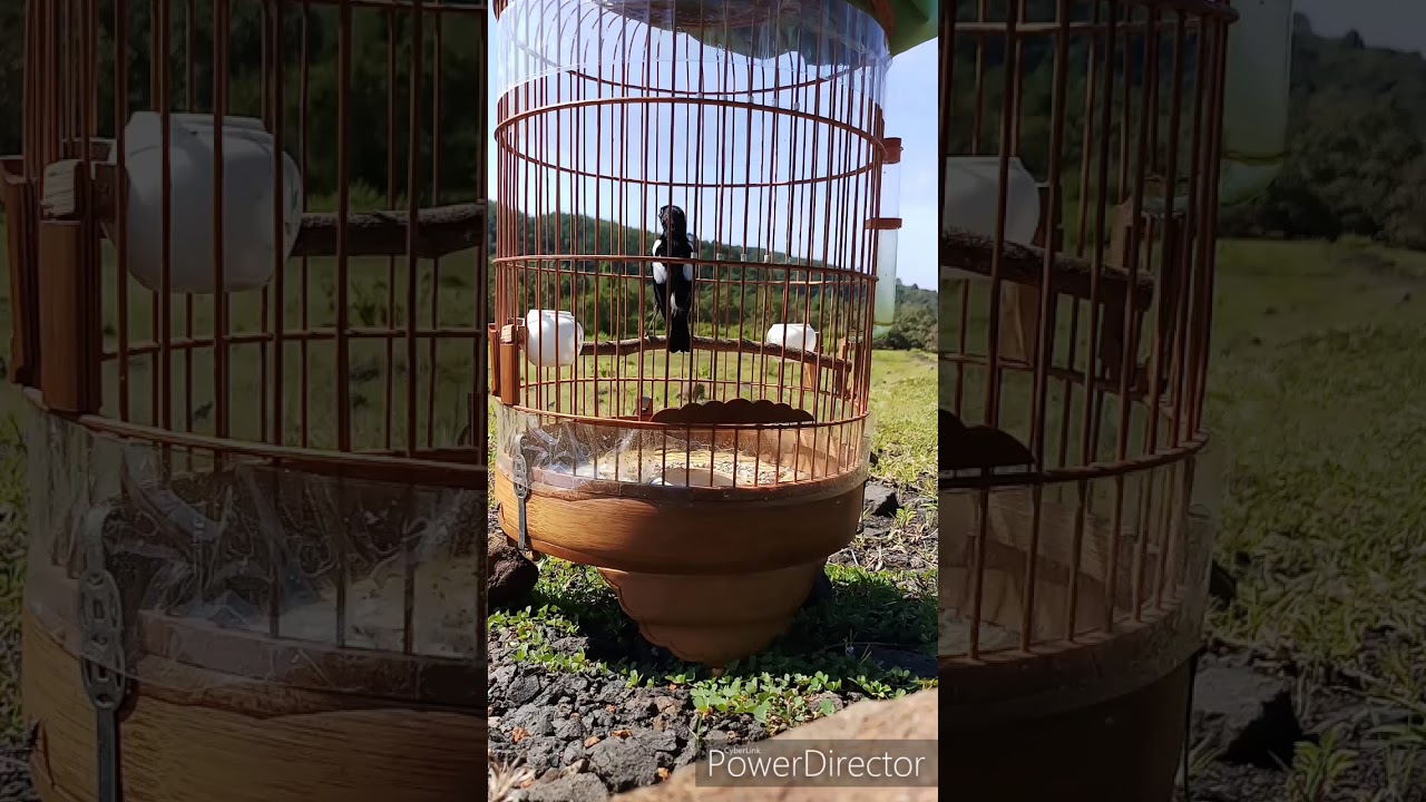 Luyện giọng chòe đất 2020. Đất bình phước