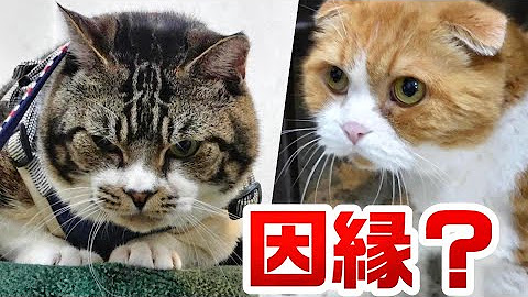 リキちゃんねる ネコのリキ