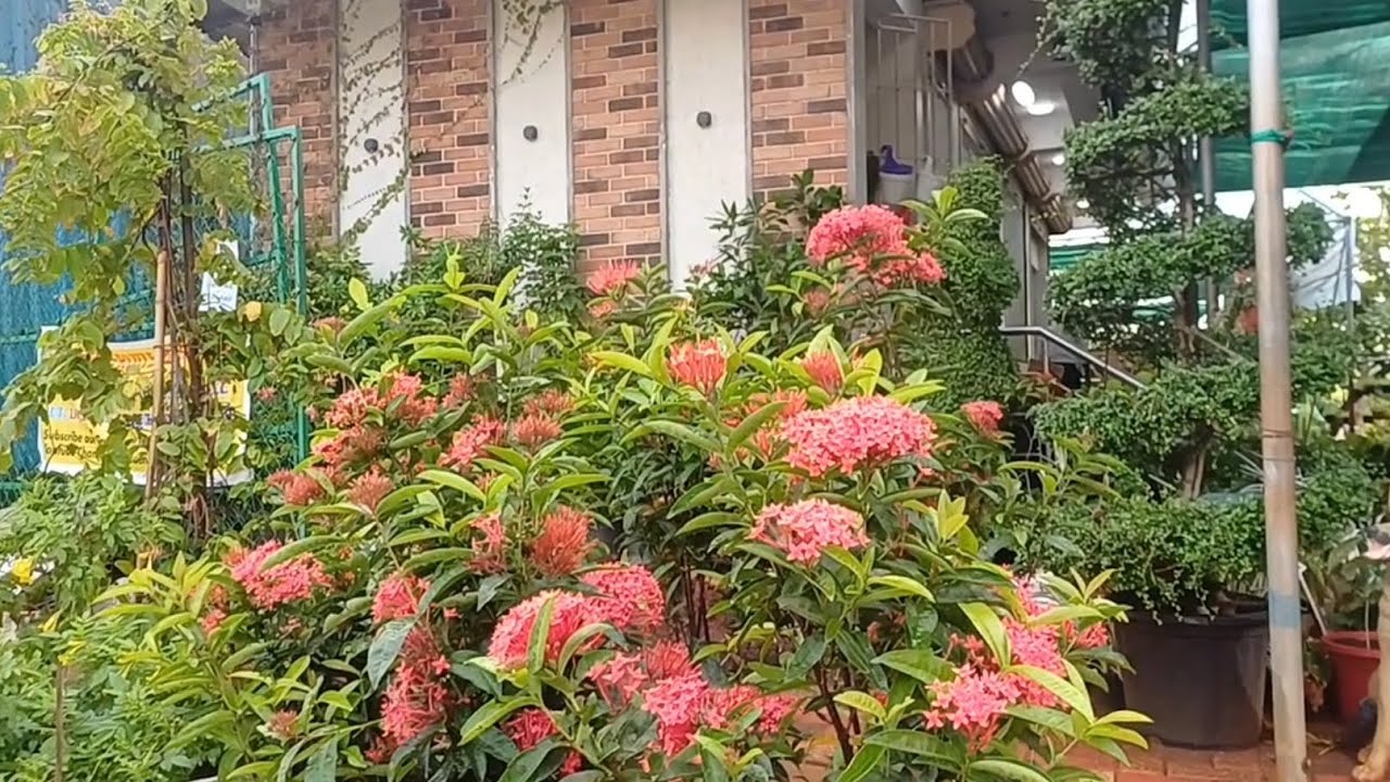 சென்னையில் ஆழகான நர்சரி தோட்டம் 🌿 starting from ₹50rps Available all types 