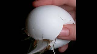 Cracking Egg In Slow Motion
