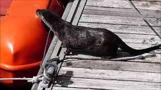 Nutria europea (Lutra lutra) paseando por puerto de Luarca, Asturias