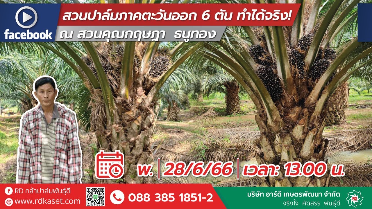 สวนปาล์มภาคตะวันออก 6 ตัน ทำได้จริง ณ สวนคุณกฤษฎา ธนูทอง