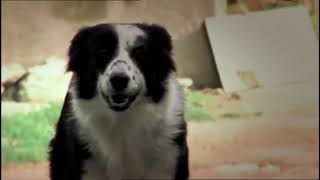 Mist  Sheepdog Tales! - The Lost Lamb