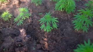 Auto flower weed plan growing out door