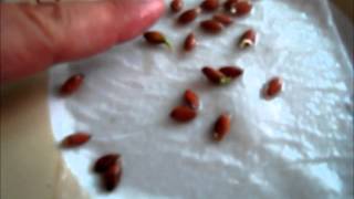 This is our first attempt at germinating narang (persian citrus)
seeds. typically grown in colder climates, like shiraz, iran. i also
have seen the...