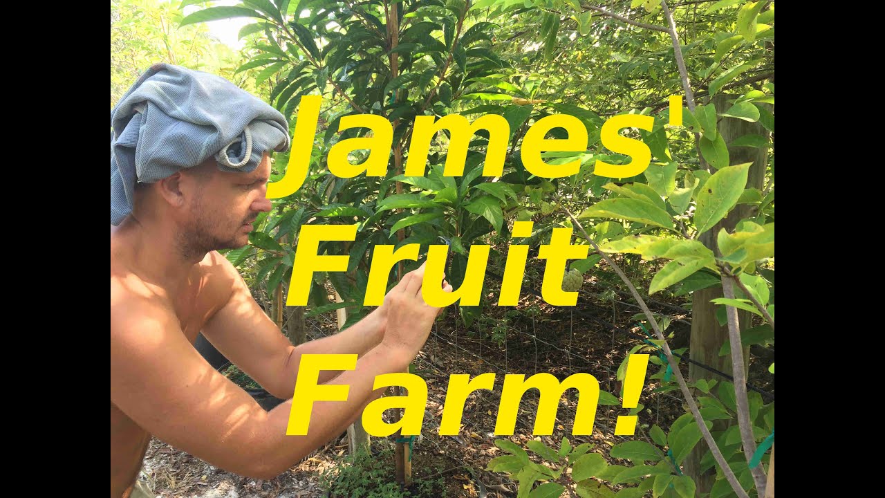 James' Florida Fruit Farm Just 6 Months From Start Up! YouTube