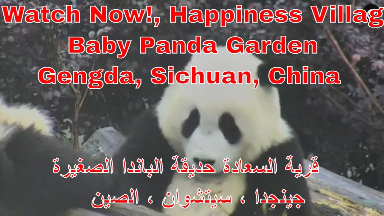 Happiness Village Baby Panda Garden Gengda, Sichuan, China 2020 -2021