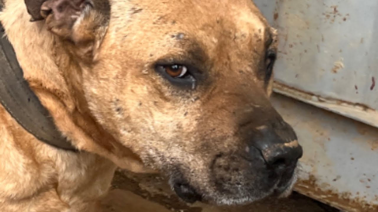 지자체가 돌려준 투견 다시 투견으로?/긴급 격리조치 요구💢