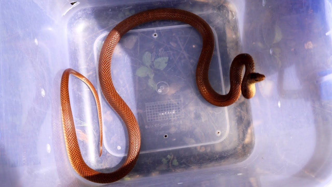 नागा सारखा दिसणारा धुळनागिन साप 😱 Banded Racer Snake - YouTube