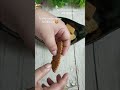 Atta Biscuit #biscuits #ytshorts #ytfree #attabiscuitrecipe #yummyfood