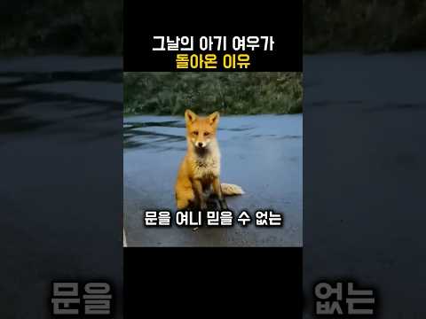그날의 아기 여우가 돌아온 이유