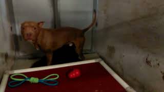 Old Filmfrodo 3Y A601485Transferredhssaz6 11 2017 Kennel 265, Lilith 1Y A601410Adopted6 8 2017 Ken