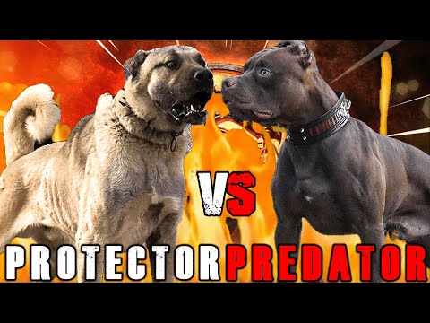 Kangal vs American