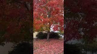 The Maple That Stole the Show 🍁❤️
Everywhere you looked, fall was showing off ~ but this one maple tree stopped me in my tracks. Golden light, crisp air, and leaves like confetti. Pure autumn joy at Artists Rising in CT at my recent retreat.
Blog post for full story here: https://www.robenmarie.com/blog/finding-community-at-artists-rising
Hit subscribe so you get notified of new mixed media, art journaling and collage videos.
*JOIN THE ROBEN’S NEST *
For more connection and creative creation with fellow art friends
https://www.therobensnest.com/
*FREE COURSES TO GET YOU STARTED*
Transitions Journal: https://www.robenmariestudio.com/p/transitions-journal
Urban Journal Remix: https://www.robenmariestudio.com/p/urban-journal-remix
CONNECT WITH ME:
🎨 Website: https://www.robenmarie.com
🪺 The Robens Nest Creative Community: https://www.therobensnest.com/
📷 Instagram: https://www.instagram.com/robenmarie/
🎙 Podcast: https://www.robenmarie.com/artist-life-podcast
✏️ Facebook: https://www.facebook.com/robenmarieart
💡 Pinterest: https://www.pinterest.com/robenmarie/boards/
DISCLAIMER: AS AN AMAZON ASSOCIATE I EARN FROM QUALIFYING PURCHASES. THIS PAGE CONTAINS AFFILIATE LINKS WHICH WILL REWARD ME MONETARILY OR OTHERWISE WHEN YOU USE THEM TO MAKE QUALIFYING PURCHASES. The Maple That Stole the Show 🍁❤️