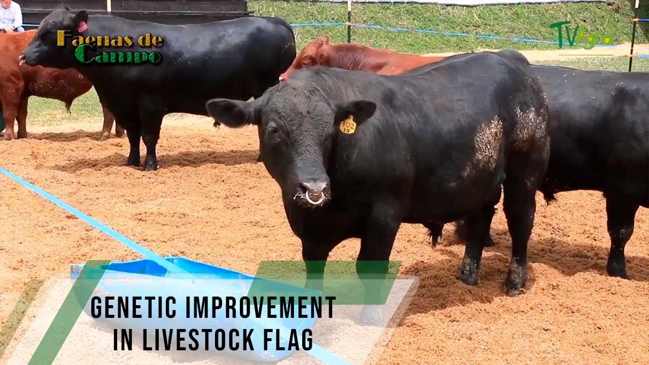 Genetic improvement in livestock flag - TvAgro By Juan Gonzalo Angel