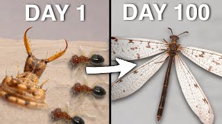 100 day progress of an AGGRESSIVE antlion! (Antlion lifecycle)