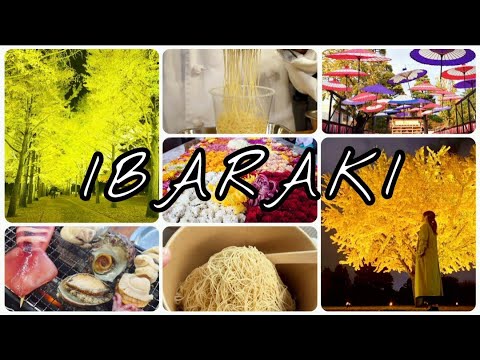 🇯🇵茨城 都心〜🚗2時間程!秋旅【紅葉・海鮮・モンブラン】#紅葉ライトアップ #茨城県 #笠間市 #水戸市#大洗 #イチョウ並木