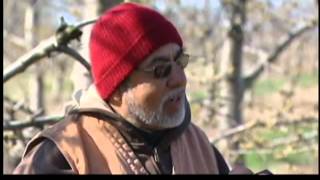 Overnight freezing destroys cherry crop Cherry Crops Headed For Disaster
