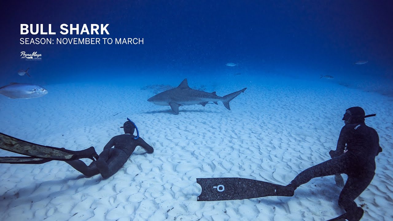 Pranamaya Freediving with bullsharks - Mexico