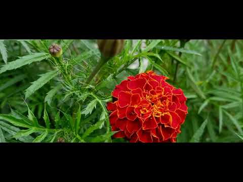 Video: Punaiset Kehäkukat (18 Kuvaa): Kuvaus Red Brocade Ja Red Cherry Marigolds, Red Aspen Ja Muista Lajikkeista