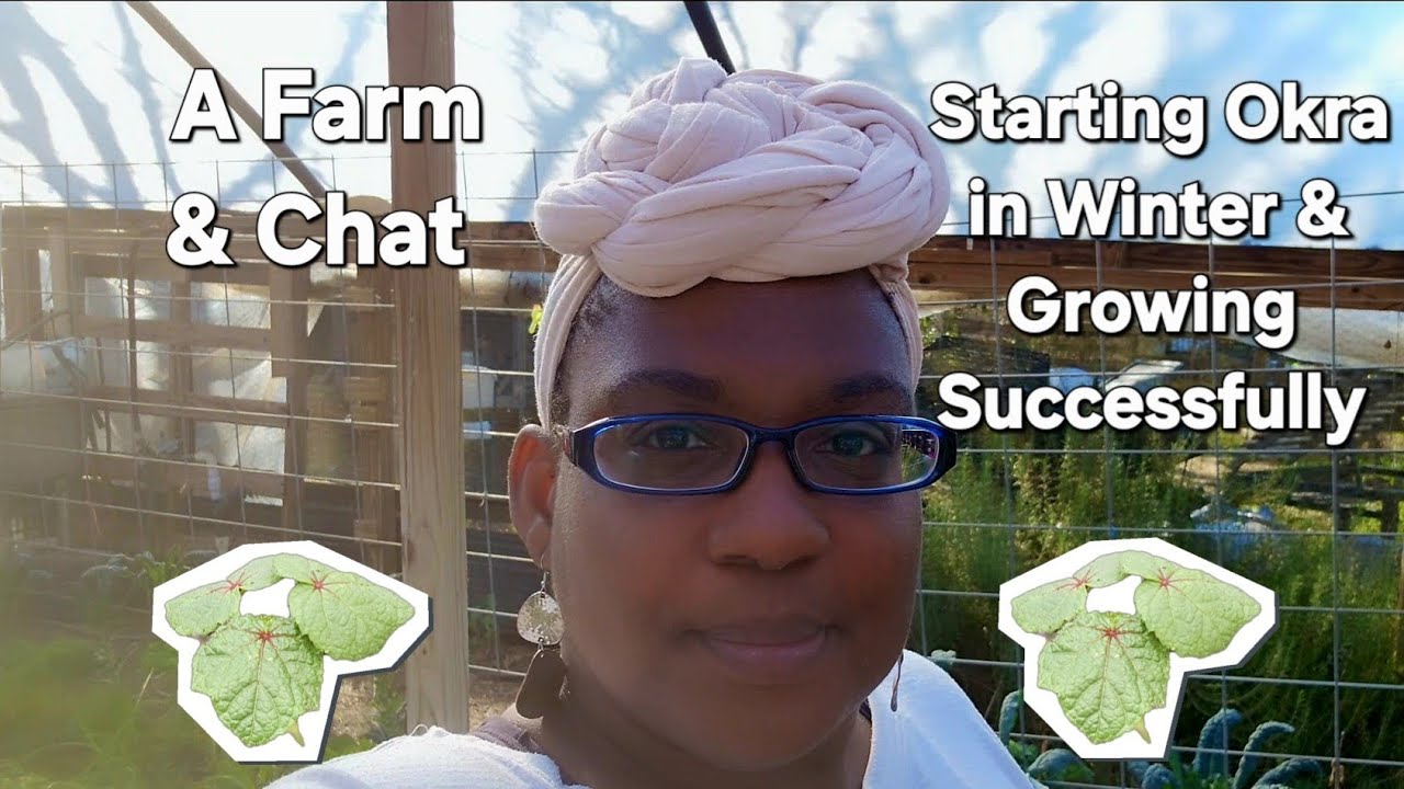 A Farm & Chat - Growing Okra In Winter & Growing Successfully - YouTube