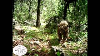 Exclusive video of El Jefe: America's only known wild jaguar conservation CATalyst El Jefe Jaguar Sighting