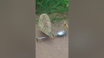 Easy quail trap DIY technique #youtuber #youtubeshorts