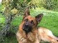 German shepherd  cooper bientt 5 ans mais toujours un grand gamin 