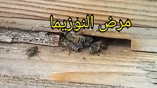 تعرف على مرض النوزيما من باب الخلية وهو إسهال حاد يصيب النحلة