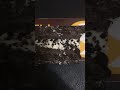 Cookies and crème pie from mc Donald’s trying it out
