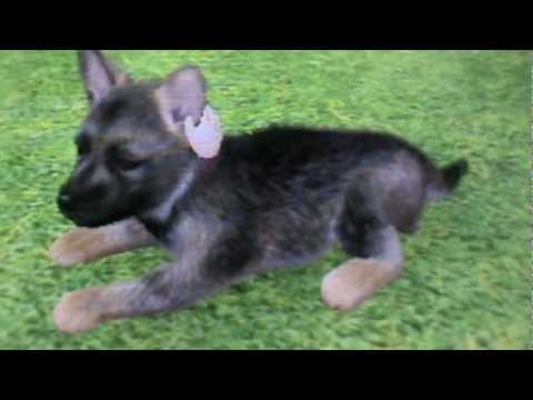 Nintendogs Cats Special Race Les Berger Allemand Youtube