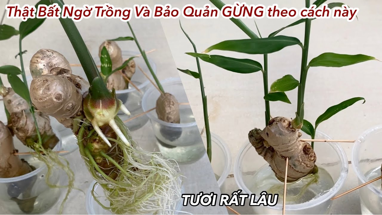 Thật Bất Ngờ Khi Trồng Và Bảo Quản Củ Gừng Trong Nước Tươi Rất Lâu