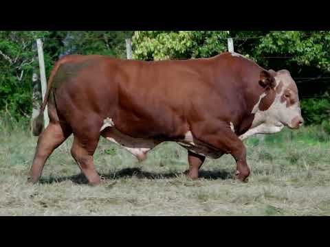 LOTE 02 - TAT 0152