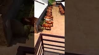 Cow For Sale 98245 39298