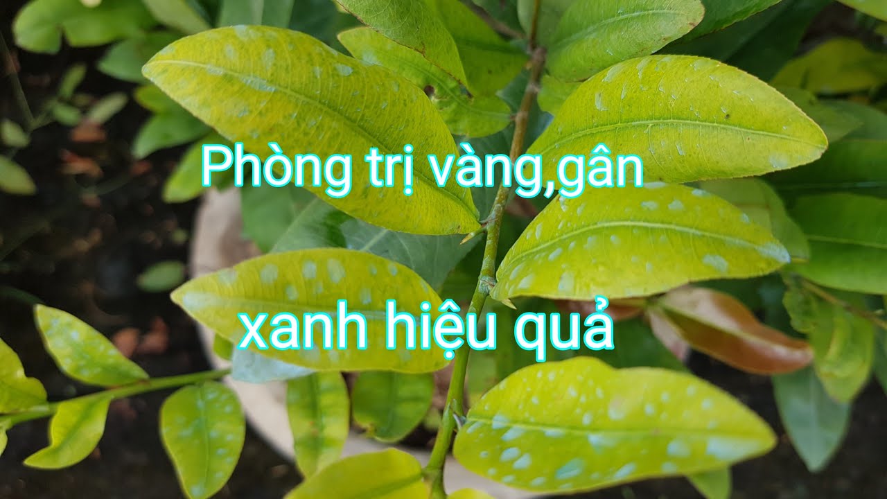 Phòng trị bệnh vàng lá gân xanh trên Mai Vàng,1 số thuốc,dưỡng rể sử dụng hiệu quả