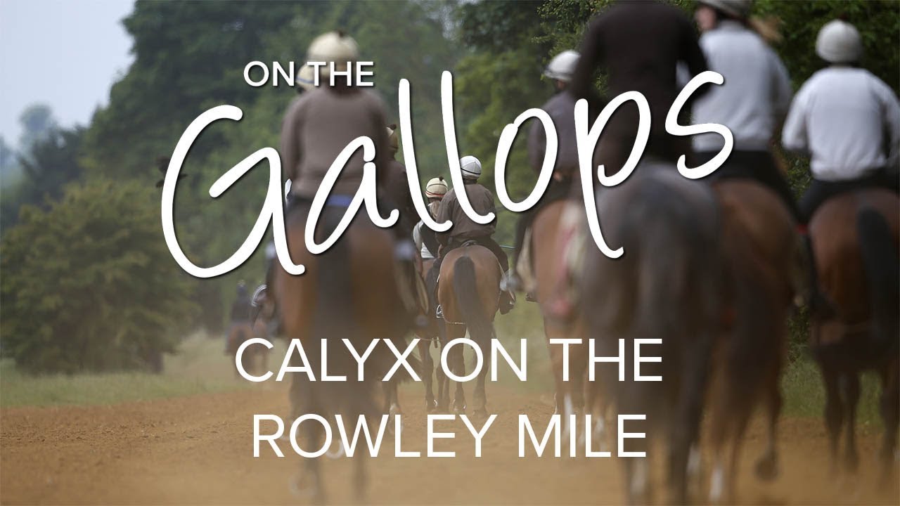 ascot racecourse wiki On the Gallops: Calyx on the Rowley Mile