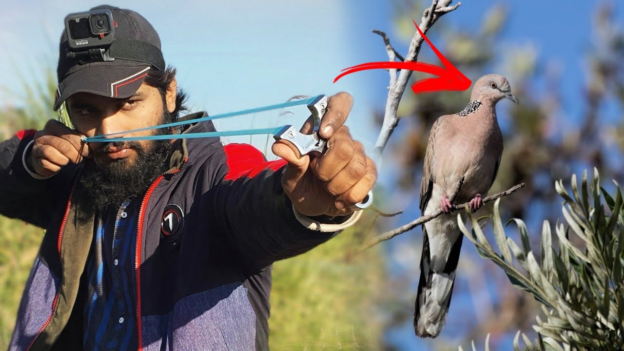 Sling Shot Hunting Wild Birds Dove Hunting New Video 2024 YouTube