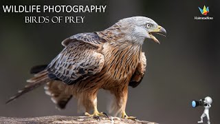 WILDLIFE PHOTOGRAPHY Nature. Bird photography. Photograph birds of prey with my Nikon Z9 and a trick