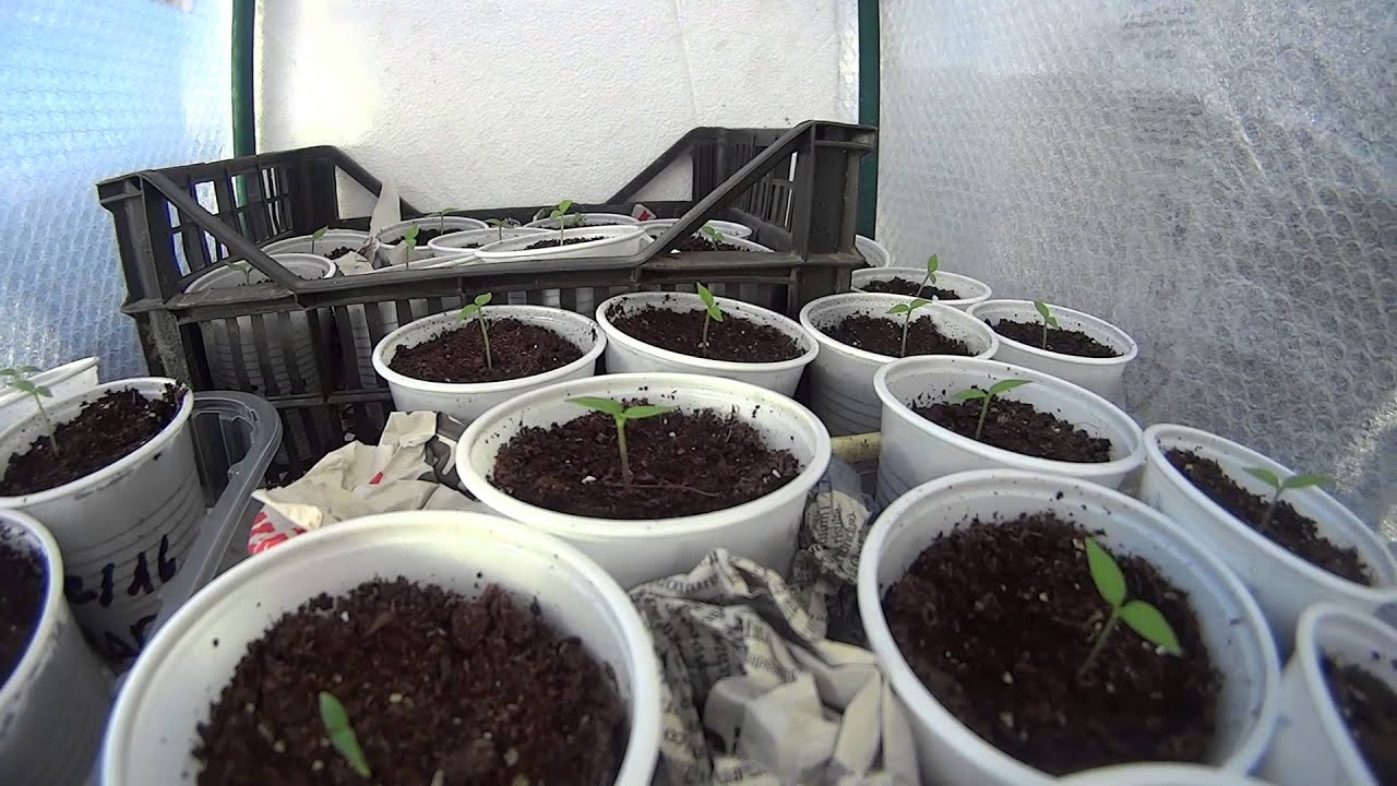 COLTIVAZIONE HABANERO CHOCOLATE PRIME PIANTINE 2016 YouTube