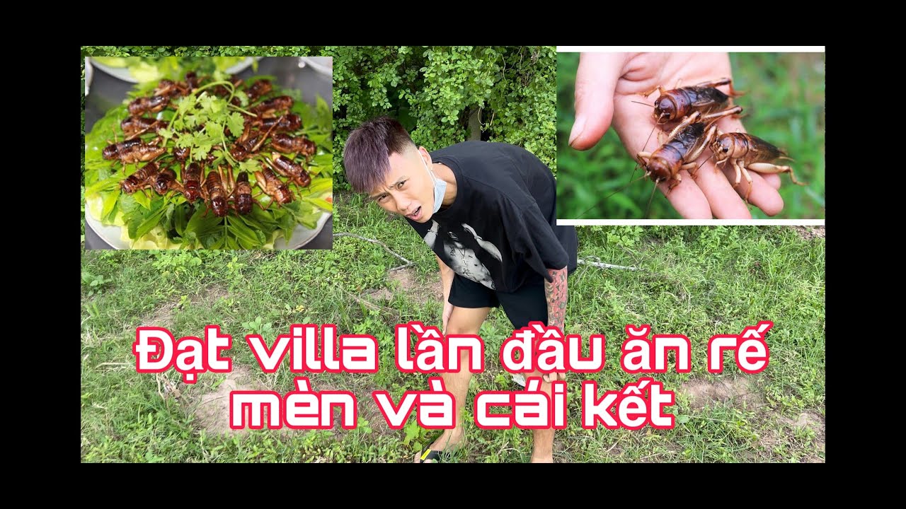 Đạt villa lần đầu ăn dế mèn vs gỏi cá và cái kết - youtube